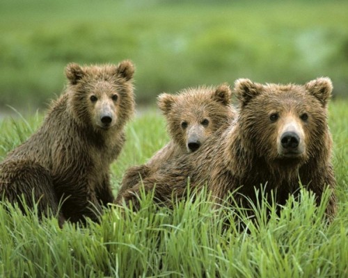 Обитание, питание и привычки медведей1