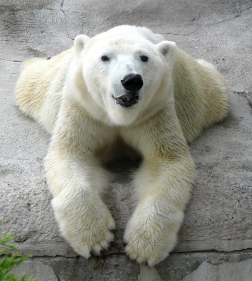Особенности и характер полярных медведей2