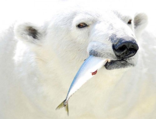 Особенности и характер полярных медведей3