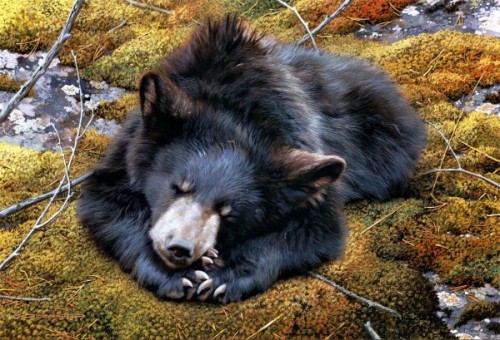 Уникальные особенности современных диких медведей1