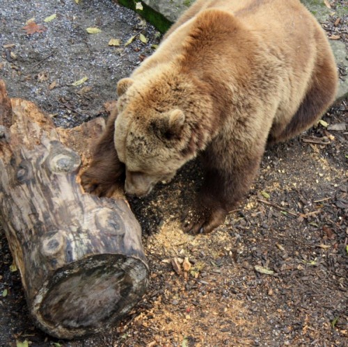 Уникальные особенности современных диких медведей3