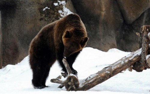 медведи в зоопарках зимой 3