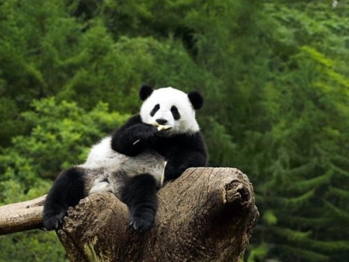 Бамбуковая панда – красивый плюшевый медведь
