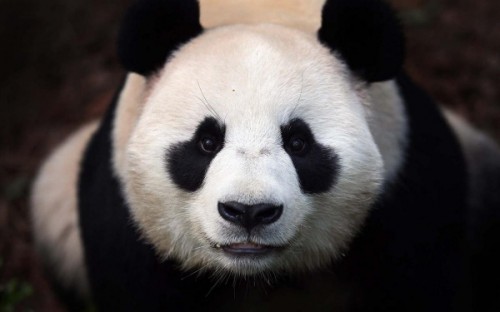 Бамбуковая панда – красивый плюшевый медведь1