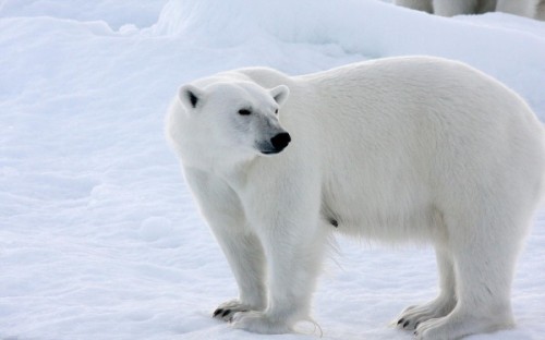 Белые медведи: крупные и прожорливые хищники1