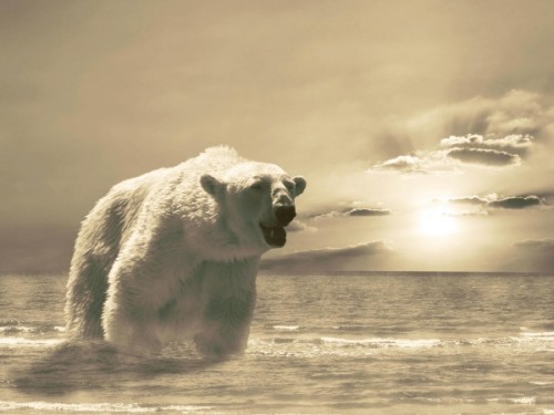 Жизнь Белого медведя1