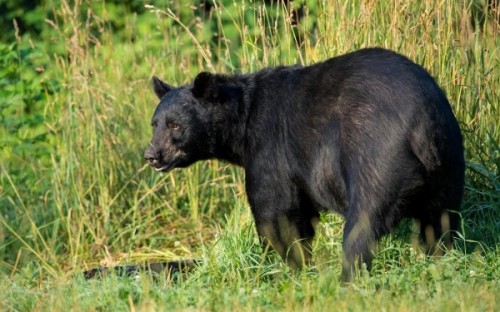Обитание черных медведей или кто такой барибал