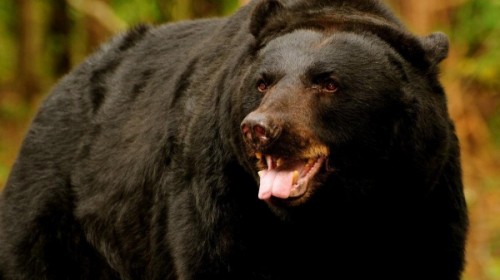 Обитание черных медведей или кто такой барибал1