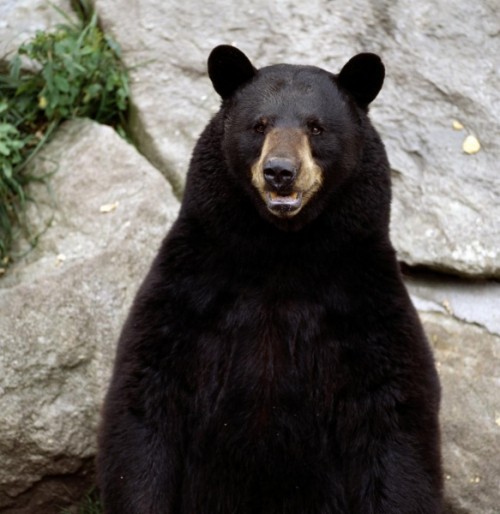 Обитание черных медведей или кто такой барибал3