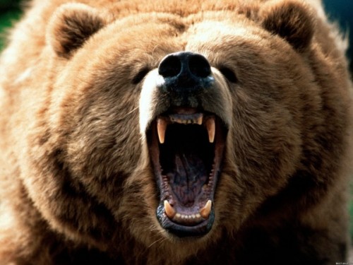Особенности лечения зубов у медведей2