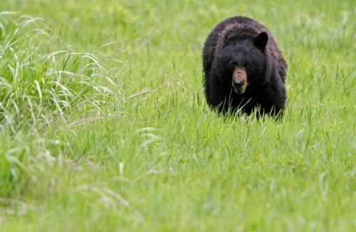 Особенности обитания и поведения американского черного медведя