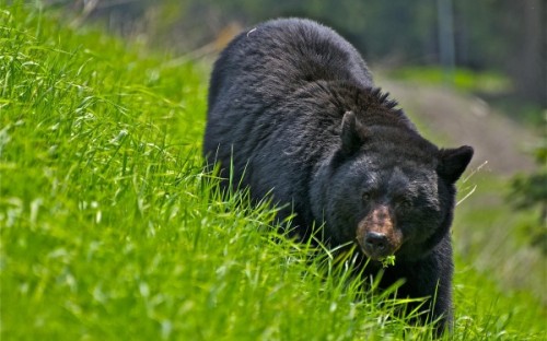 Особенности обитания и поведения американского черного медведя1