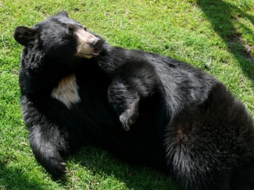 Особенности обитания и поведения американского черного медведя3