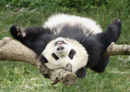 Панда не перестает быть популярнейшим символом Поднебесной.
