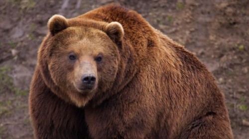 Правила поведения при встрече с медведем1