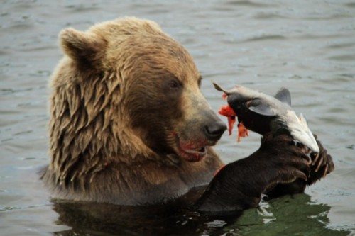 Рацион камчатского медведя: преобладающее вегетарианство. 2