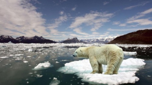 Белым медведям в Арктике не уютно 3