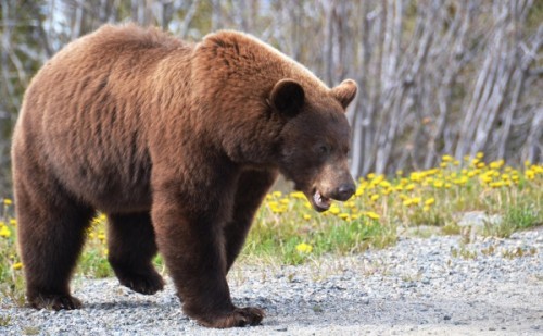 Жизнь и повадки медведей гризли