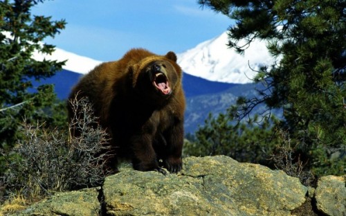 Жизнь и повадки медведей гризли2