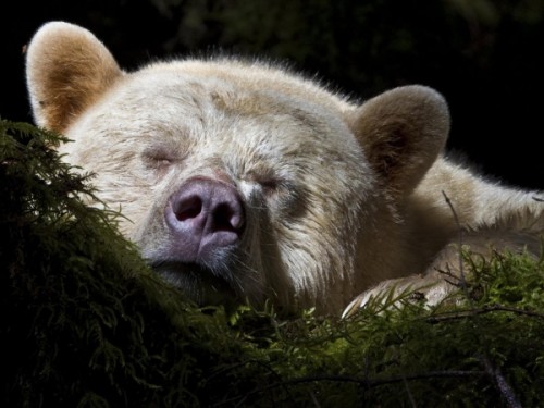 Как содержать медведей в неволе?