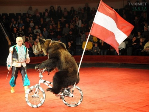 Мифы и правда о цирковых медведях