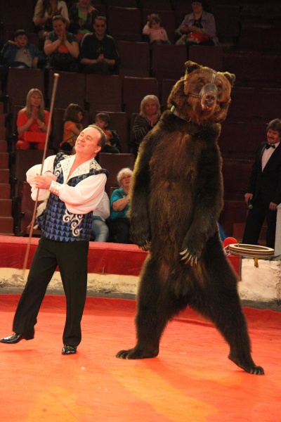 Мифы и правда о цирковых медведях1
