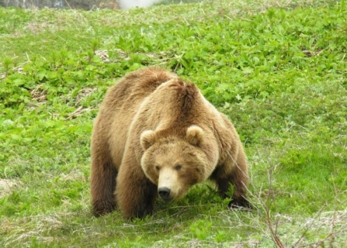 Образ жизни лесного бурого медведя