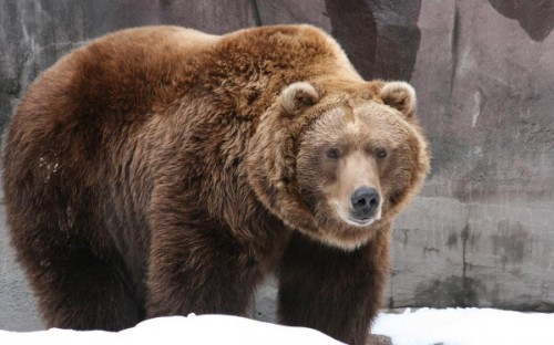 Образ жизни лесного бурого медведя3