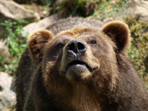 Общие сведения о медведе гризли.