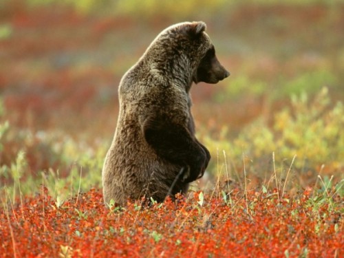 Общие сведения о медведе гризли.3