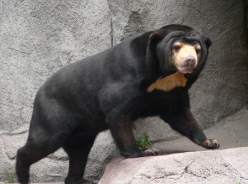 Самые большие медведи в мире 2