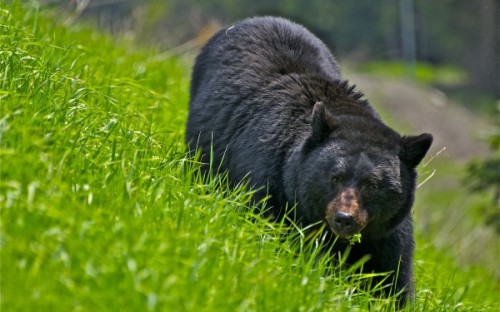 Черные медведи – лесные обитатели Америки