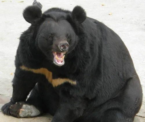 Гималайский медведь3