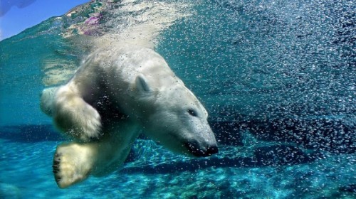 Как плавают медведи 1