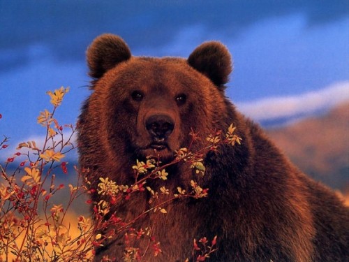 Медведь: виды и среда обитания1