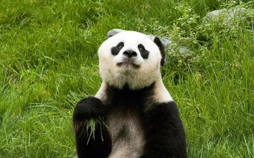 Панда: разновидности, обитание и образ жизни