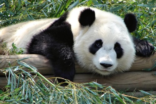 Панда: разновидности, обитание и образ жизни3
