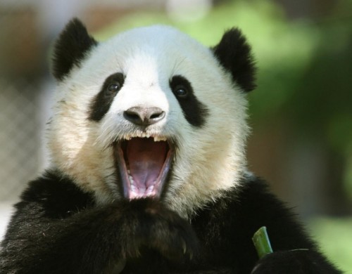 Панды и особенности их питания и среды проживания.