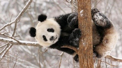 Панды и особенности их питания и среды проживания2