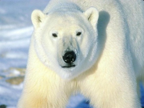 Содержание белых медведей в московском зоопарке3