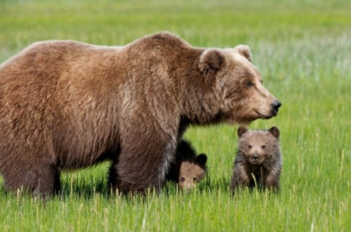 Эти удивительные огромные животные – медведи.