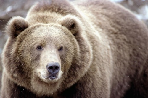 Эти удивительные огромные животные – медведи.2