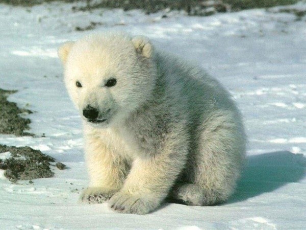 Белый Медведь Фото И Описание