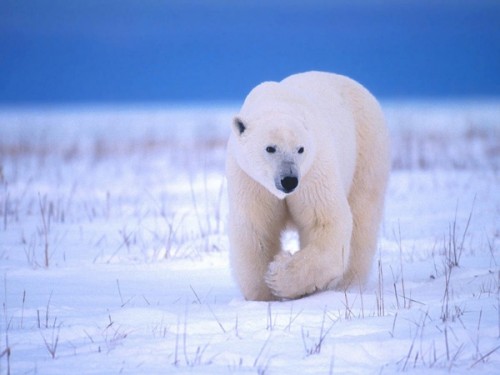 Белый медведь – особенности жизнедеятельности3