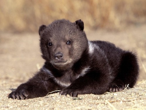 Где можно встретить азиатского черного медведя3