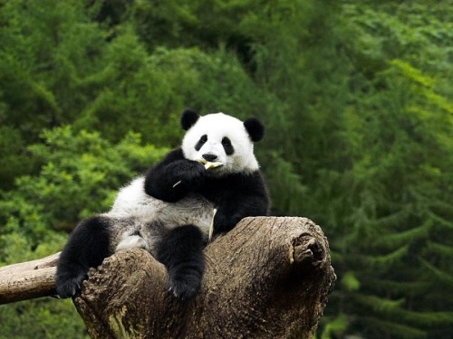 Какое всё таки красивое животное панда!