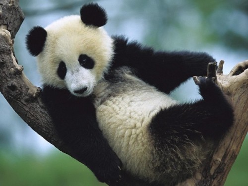 Какое всё таки красивое животное панда!3