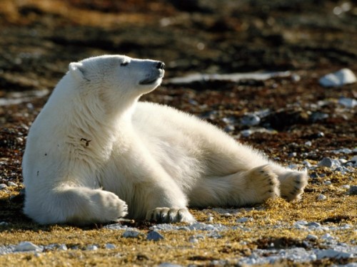 Северный медведь – символ мощи и жизнестойкости