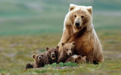 медведи любят мёд 2