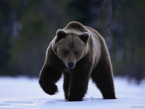Барибал - черный медведь Северной Америки.